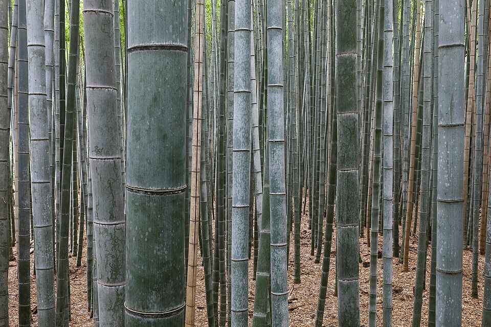 Bamboo Forest Arashiyama Kyoto Japan: Green building materials 