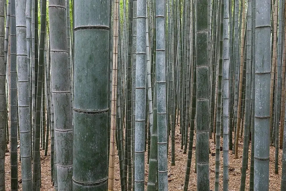 Bamboo Forest Arashiyama Kyoto Japan: Green building materials