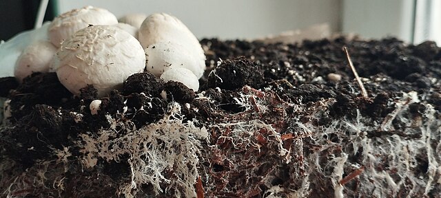 Mycelium: Green building materials