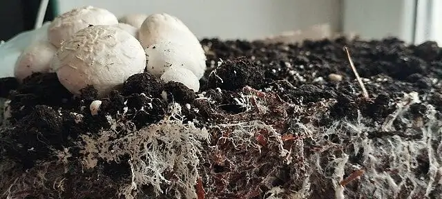 Mycelium: Green building materials